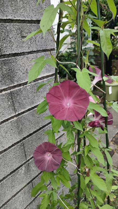 団十郎アサガオの育て方と種まき前に行う種の加工、その後の成長記録