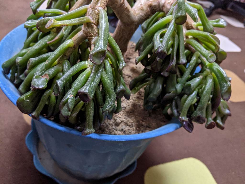 ゴーラムが冬の寒さに当てられて凍傷になったので養生させる 壊滅から何とか再生へ 多肉植物 ひまチュンの機械ブログ ゴーラムが冬の寒さに当てられて凍傷になったので養生させる 壊滅から何とか再生へ 多肉植物 ひまチュンの機械ブログ