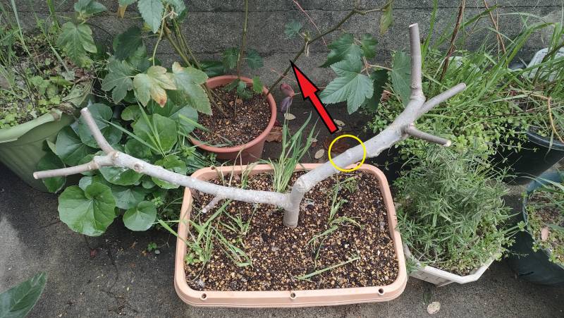 イチジクの樹形の仕立て方 1年目～3年目まで【イチジクの管理方法