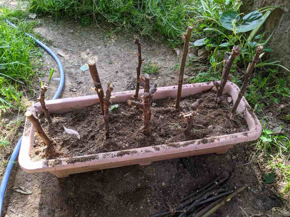 イチジクの挿し木方法と剪定枝/挿し穂の保管手順（無花果/いちじく