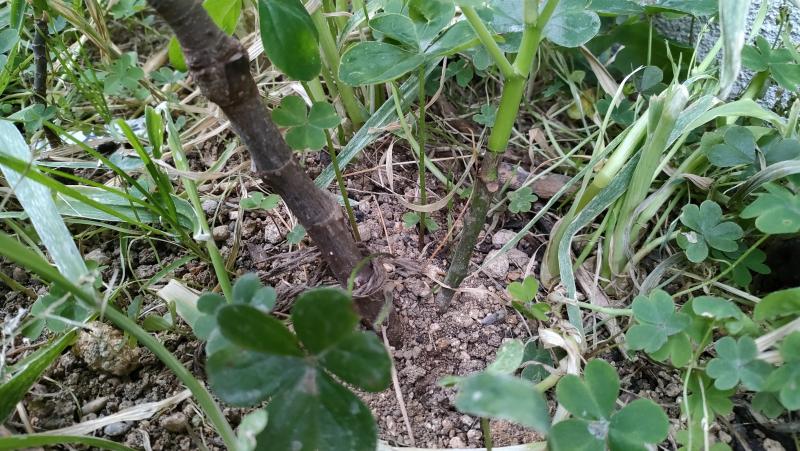 接ぎ木が成功したと喜ぶなかれ！台木からの枝は必ず除去しましょう【イチジクの管理】 : ひまチュンの機械ブログ