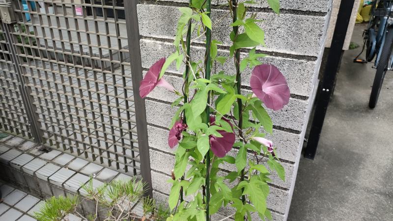 団十郎アサガオの育て方と種まき前に行う種の加工 その後の成長記録 団十郎朝顔 ひまチュンの機械ブログ