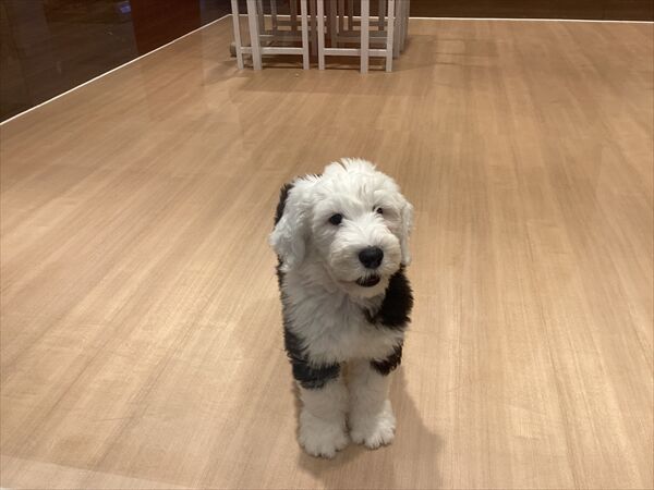 【希少】超特大ぬいぐるみ　オールドイングリッシュシープドッグ オールドイングリッシュシープドックウルトラBIG｜タイトーの9月