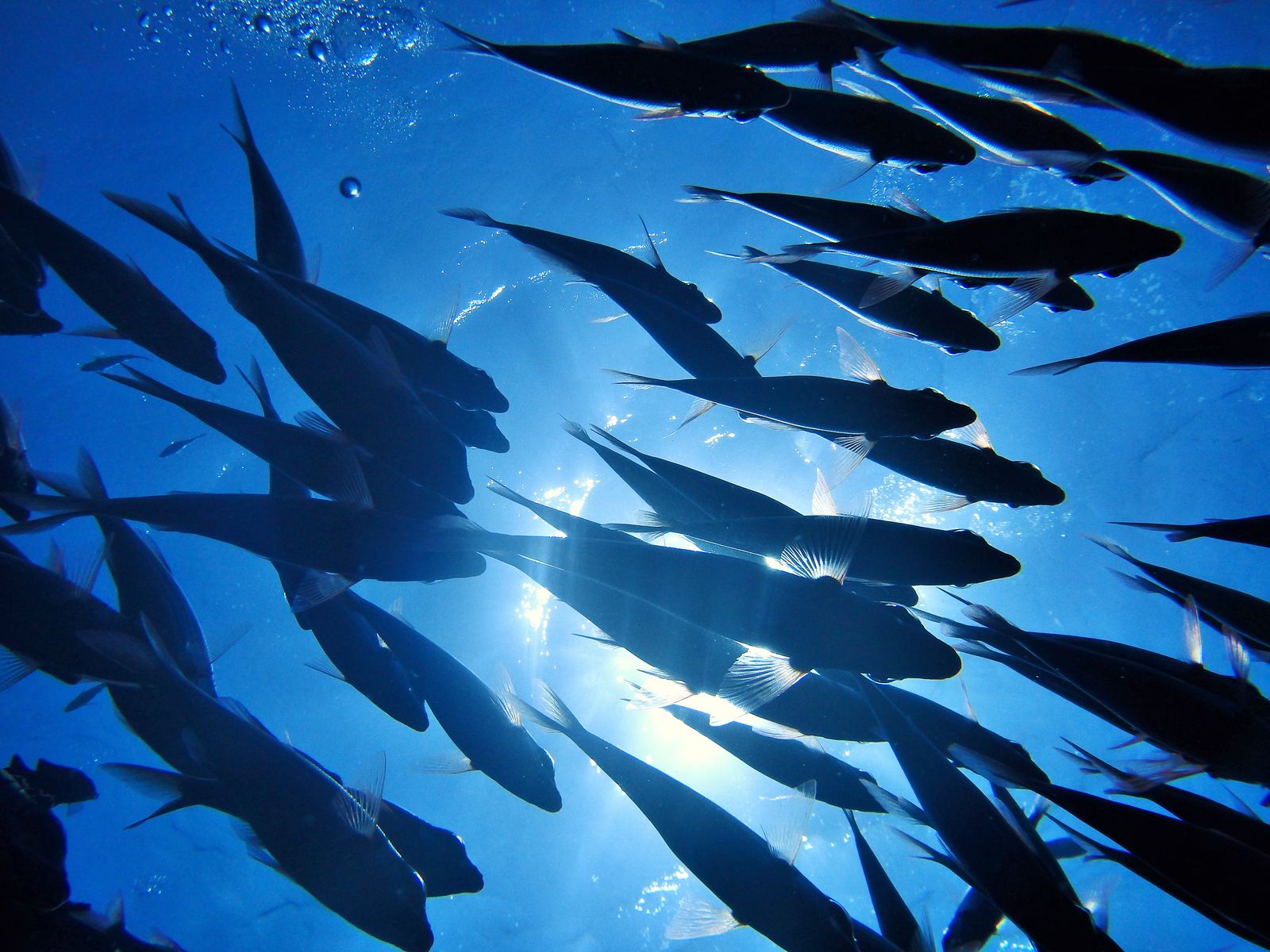 魚影と光のコントラスト 宮古島でのダイビングならokマリンクラブで