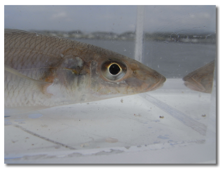 茨城大津港でイシモチ シャコ 街に出よう 日常編