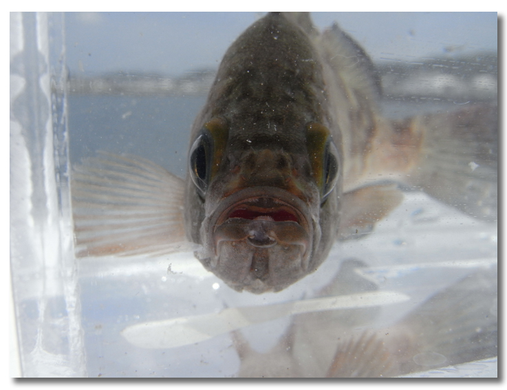 茨城大津港でイシモチ シャコ 街に出よう 日常編