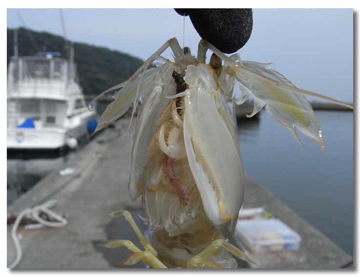 富浦港でボート釣り しかし 街に出よう 日常編 富浦港でボート釣り しかし 街に出よう 日常編