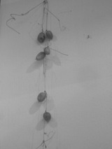 ���餹����