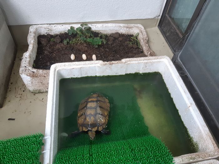 カメの卵 お米マニアなブログ カメの卵 お米マニアなブログ