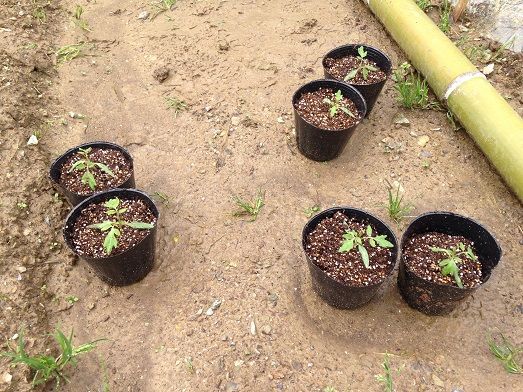 間引いたトマトの芽を移植し ジャガイモは間引きして追肥 土寄せ おこしファーム15 In 長浜