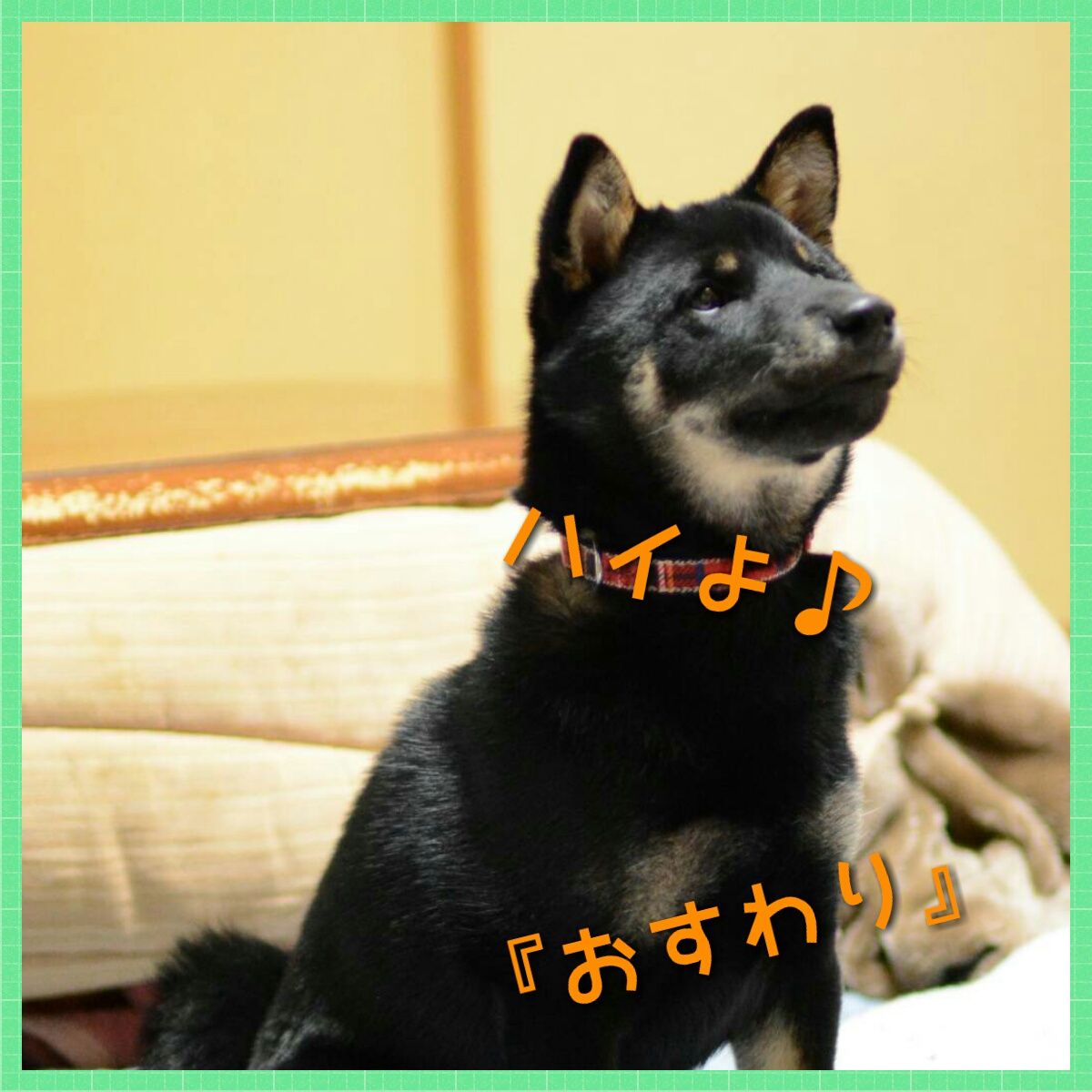 17 1 30 月曜日 生後153日 伏せ はまだまだ 黒柴犬虎太朗