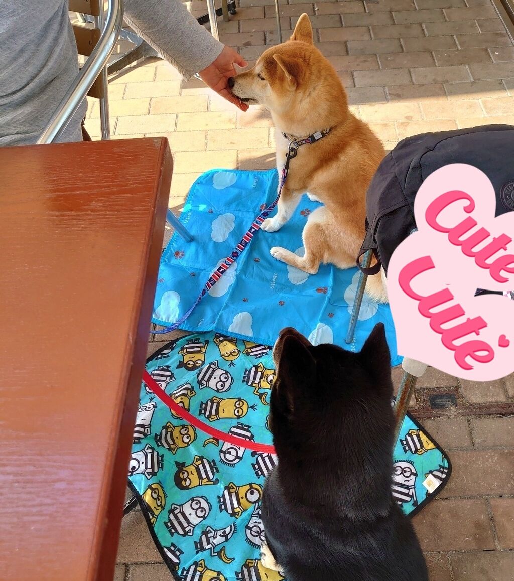 10 15 木 秋桜の季節です ハチ婆とカモンワーフとフグ雑炊 まめ太君11才になりました 黒柴犬虎太朗