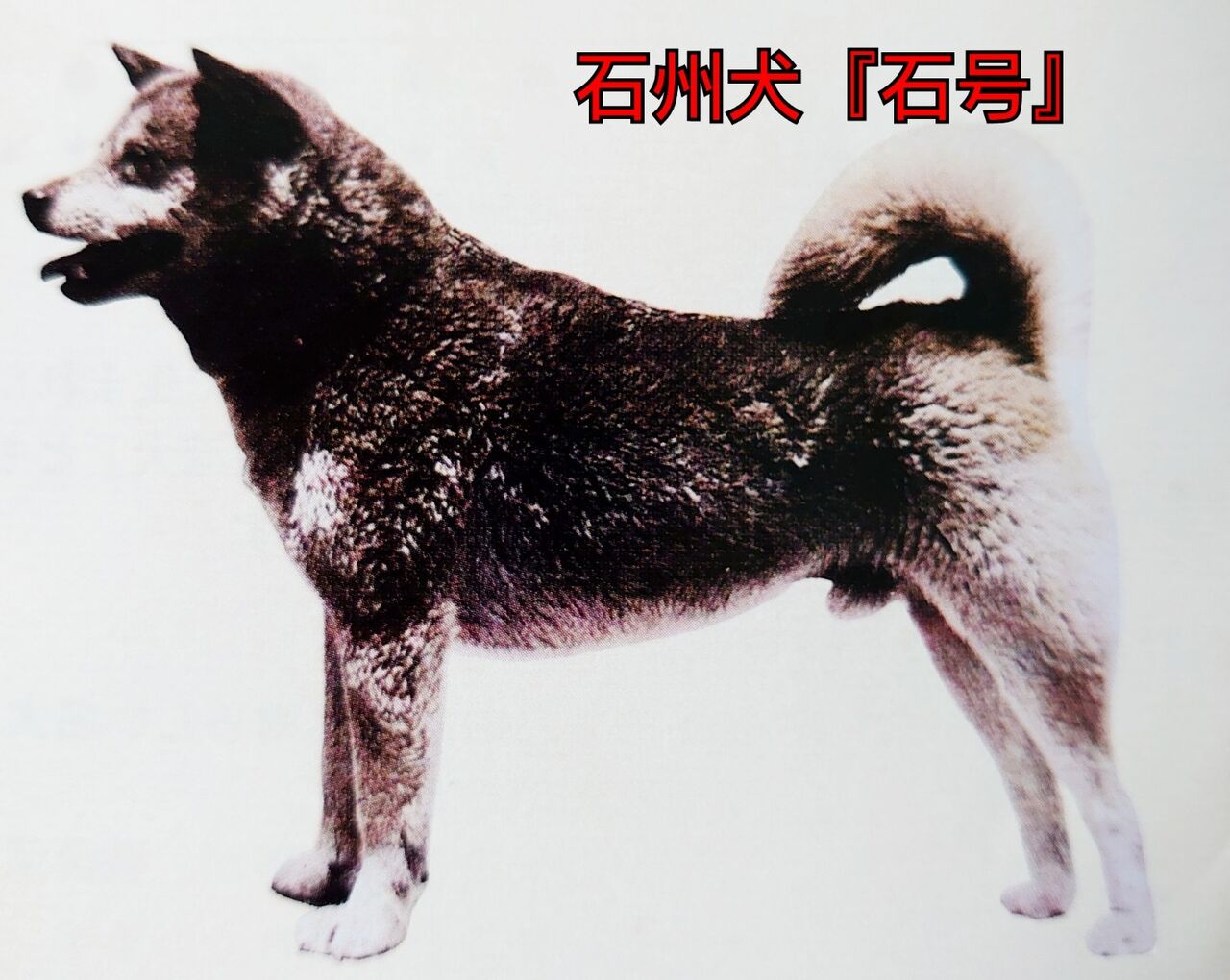 2021.6.17《木》柴犬の祖「石号の里」🦮石州犬「石号」🐾石像の