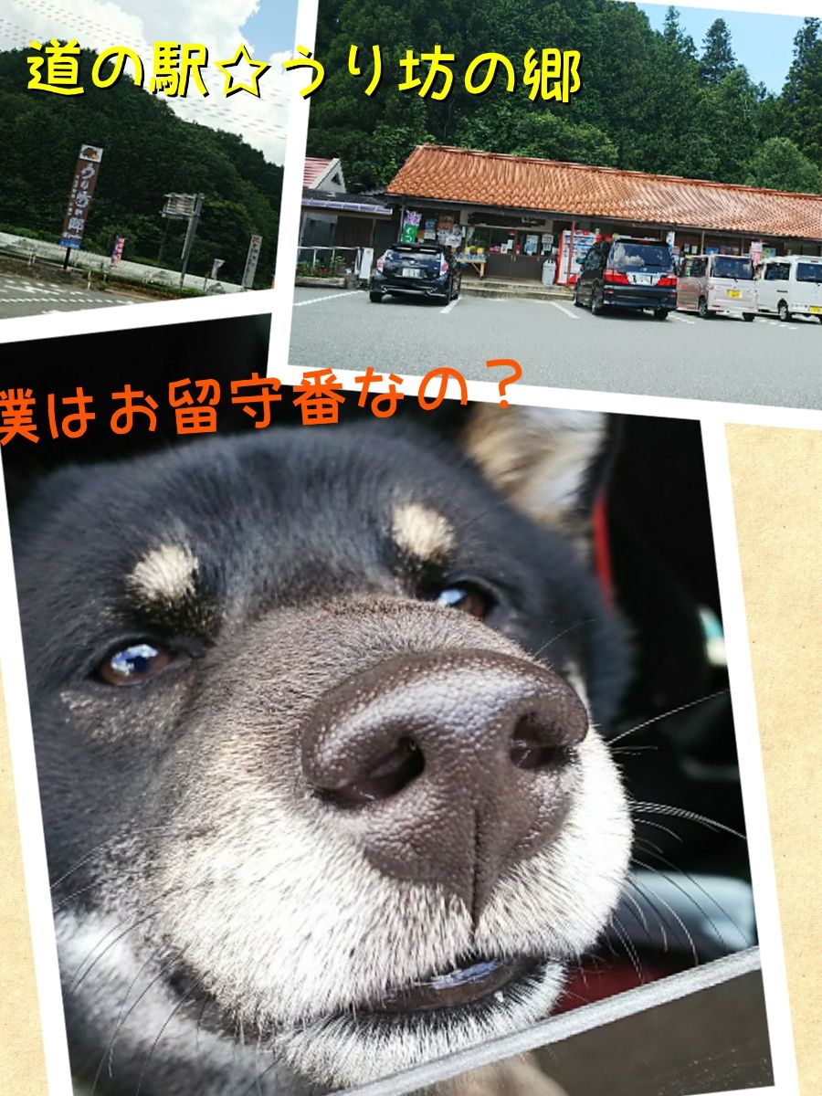 19 7 31 水 むつみひまわりロード と 道の駅 うり坊の郷 しし肉うどん 黒柴犬虎太朗