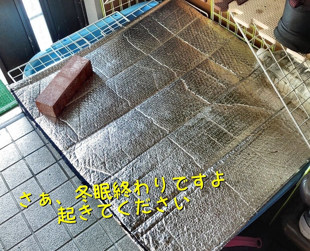 4 2 木 ４月です カメックスと亀吉 冬眠終わりですよ そしてコタ君 お花見ですよー 黒柴犬虎太朗