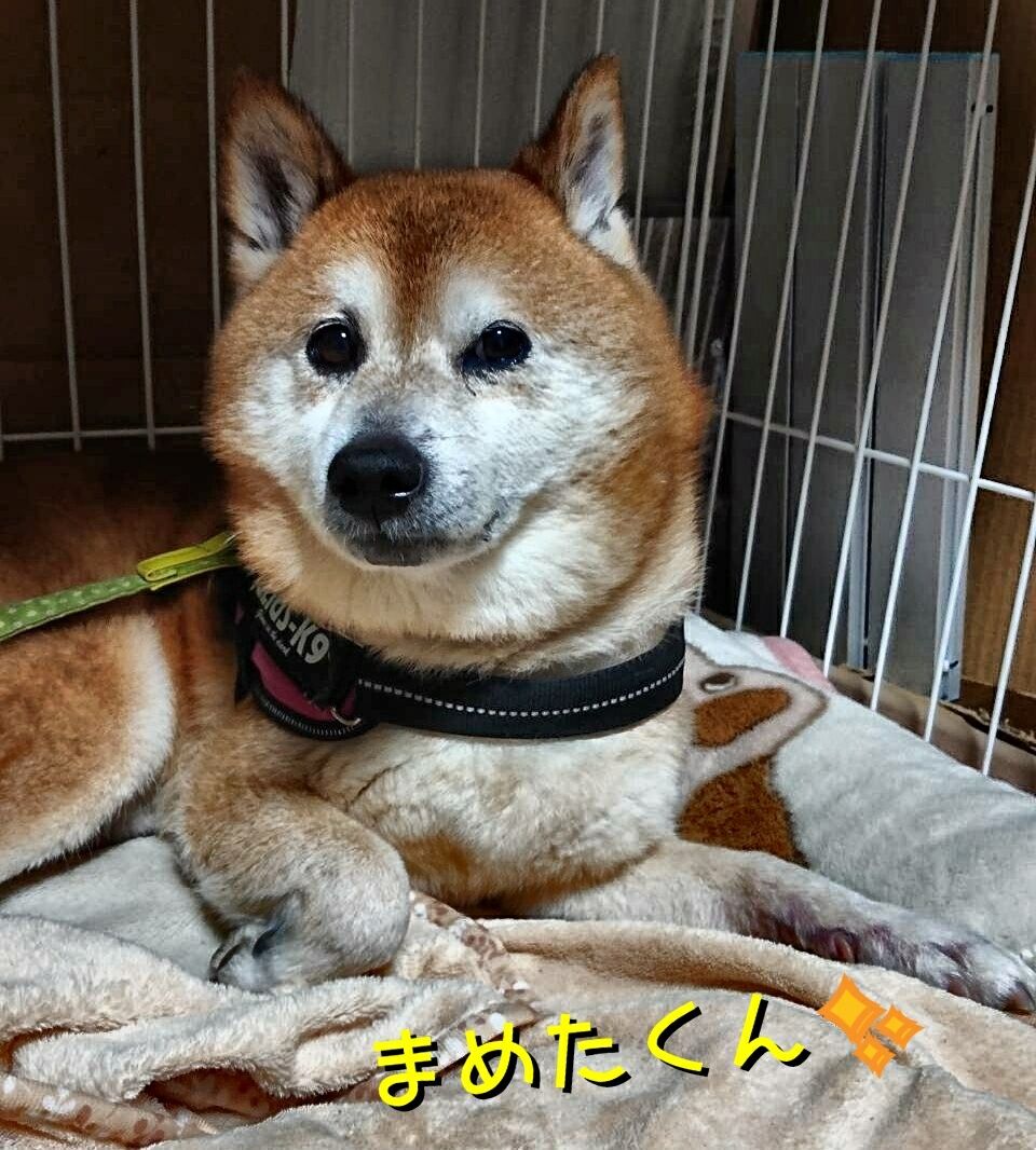 1 17 金 まめ太君 亀ちゃん のぽんたちゃん きゅうちゃん ハチ君は 黒柴犬虎太朗 1 17 金 まめ太君 亀ちゃん のぽんたちゃん きゅうちゃん ハチ君は 黒柴犬虎太朗