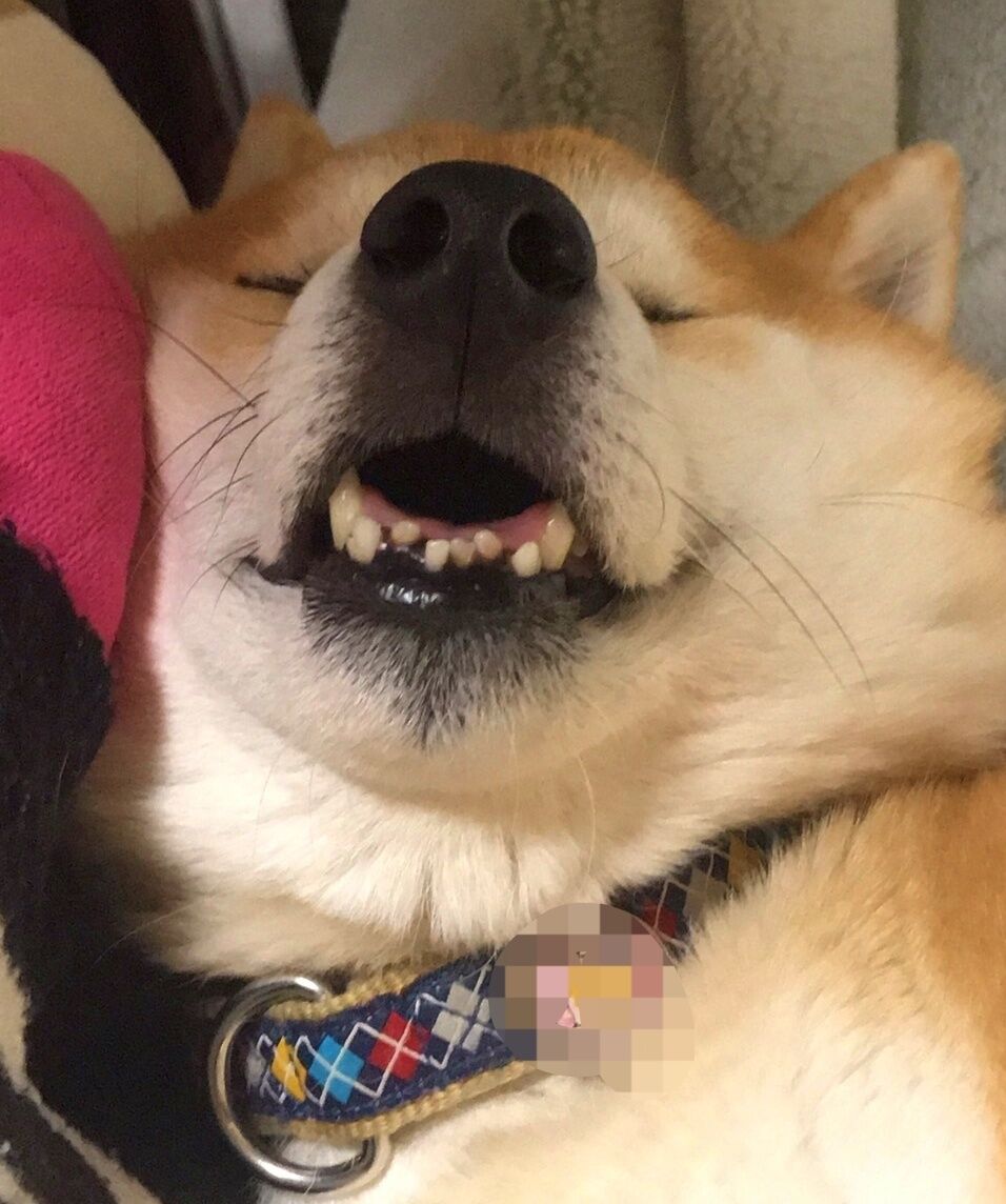 21 1 4 月 家で大人しくしていたお正月 コタは日光浴三昧 ハチは 黒柴犬虎太朗