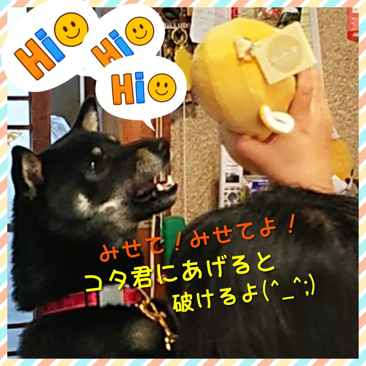 18 2 14 水 Valentine コタ君 ハチ君には関係ないね 黒柴犬虎太朗 18 2 14 水 Valentine コタ君 ハチ君には関係ないね 黒柴犬虎太朗