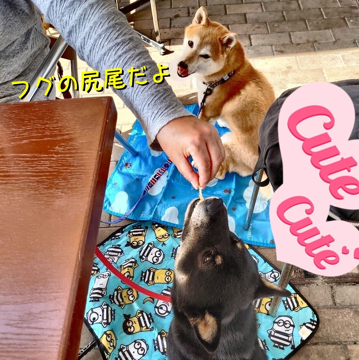 10 15 木 秋桜の季節です ハチ婆とカモンワーフとフグ雑炊 まめ太君11才になりました 黒柴犬虎太朗