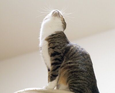 neco