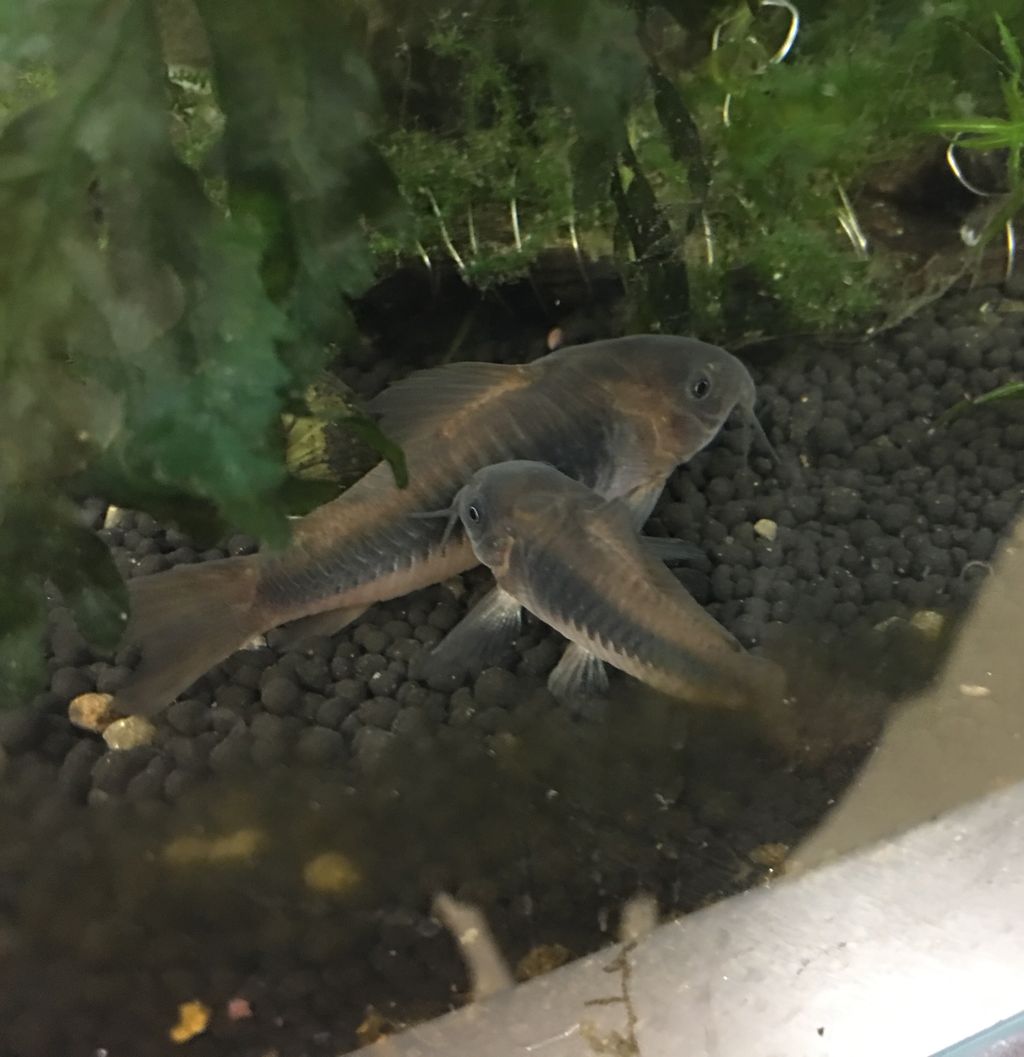 ロゴ 一関遊水地長島水門新設工事