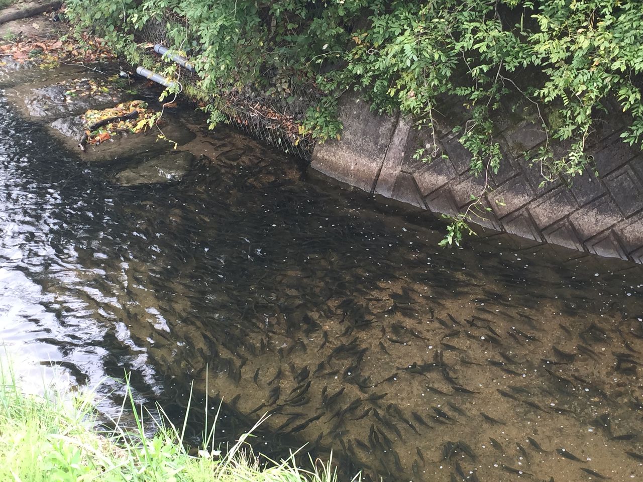 沼沢湖のご案内 道の駅 奥会津かねやま 公式web