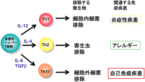 Th17細胞