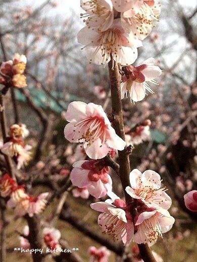 たっきーママ＠＊＊happy kitchen＊＊