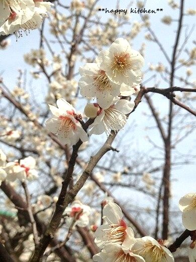 たっきーママ＠＊＊happy kitchen＊＊