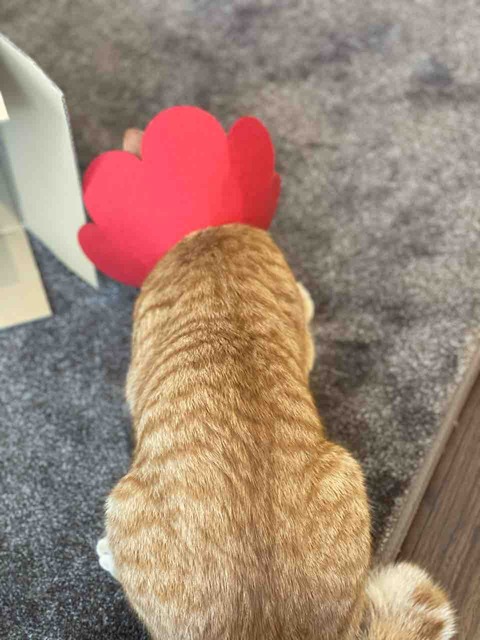 FullSizeRender