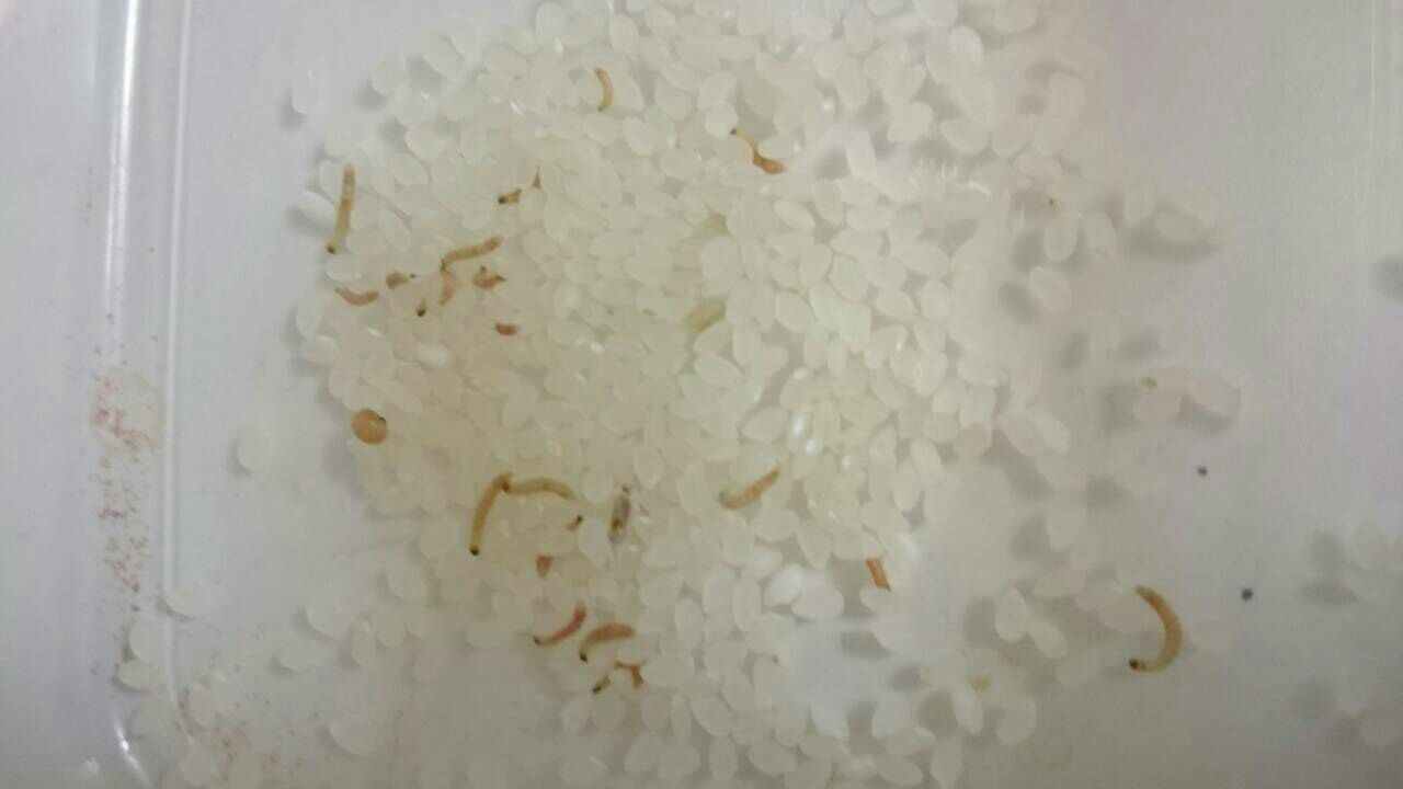 米びつを開けたら虫だらけだった カナブンみたいな現実