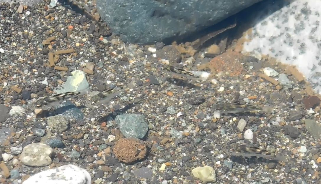 酒匂川河口にコトヒキの稚魚がいた 自分流アウトドアのブログ 西湘編