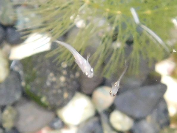 メダカ稚魚 1ヶ月経過 成長している 自分流アウトドアのブログ 西湘編