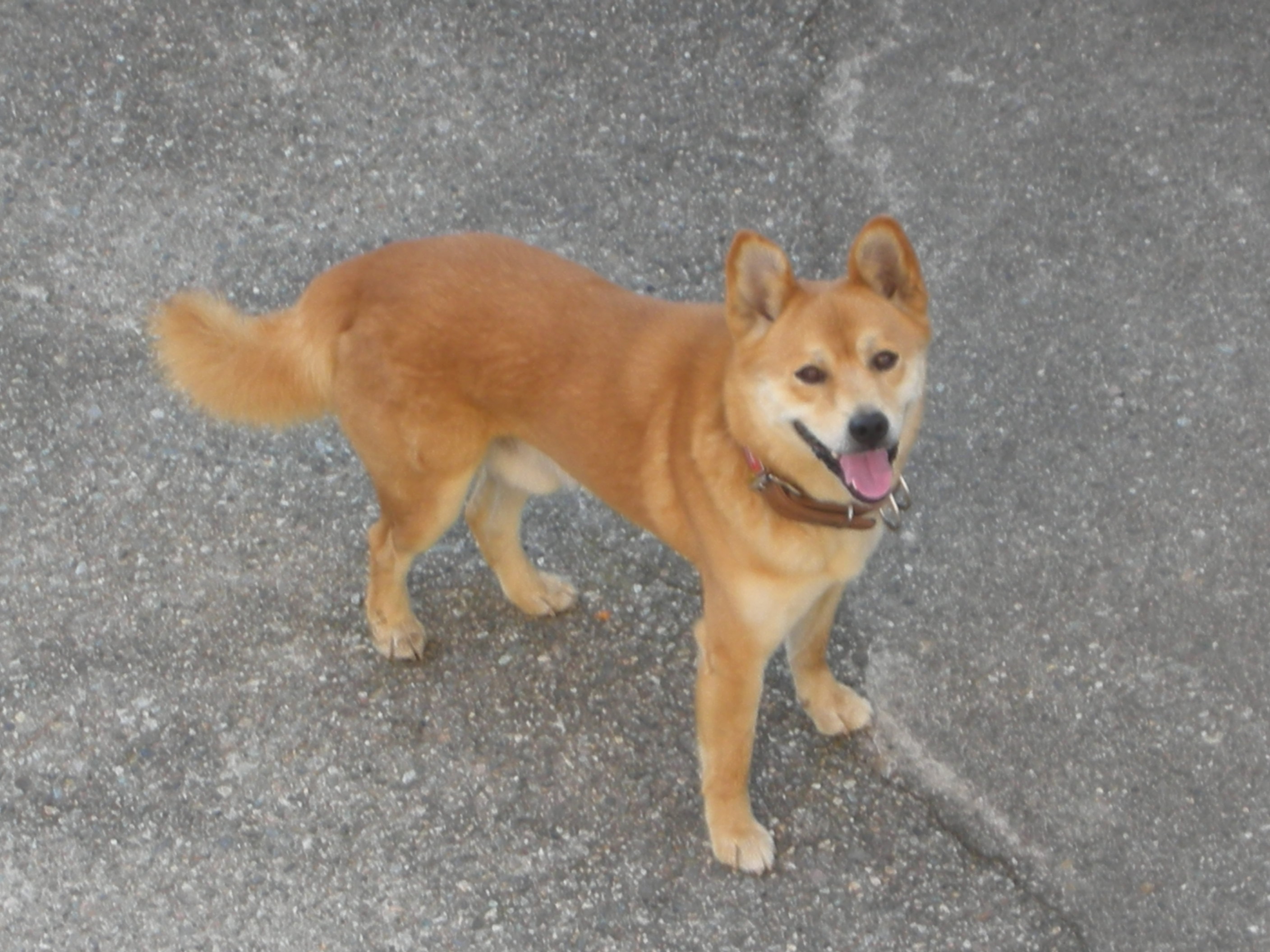 ストーカー犬 パート 主夫 おとと 奥井灯夜の毎日