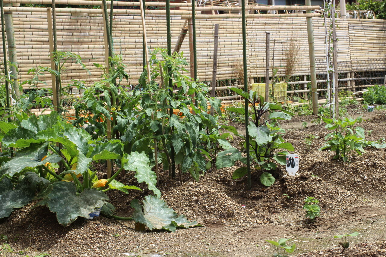 はたけ部 はじまります 地域と若者がゆるくつながる場 Kabo はたけ部 はじまります 地域と若者がゆるくつながる場 Kabo