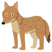 animal_coyote