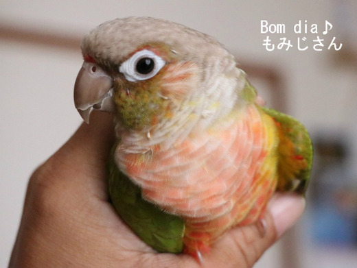 ウロコインコの『もみじ』さんのブログ：Bom dia♪もみじさん