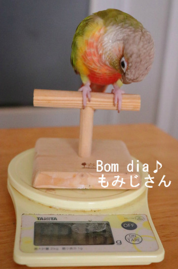 ウロコインコの適正体重は？　もみじさんは70ｇ