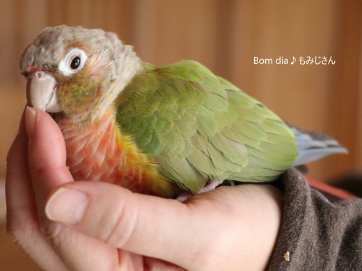 ウロコインコ・パイナップルのブログ：Bom dia♪もみじさん