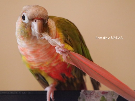 ウロコインコ大好きブログ:Bom dia♪もみじさん