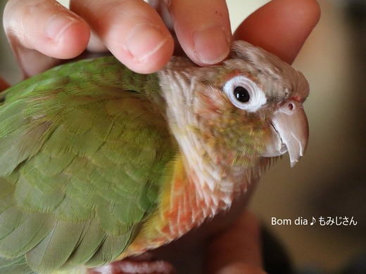 ウロコインコの写真満載のブログ：Bom dia♪もみじさん