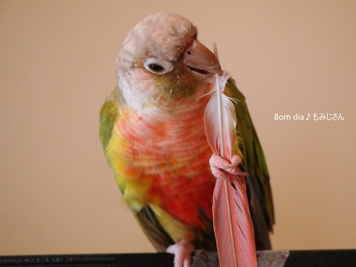 ウロコインコの『もみじ』さんのブログ:Bom dia♪もみじさん