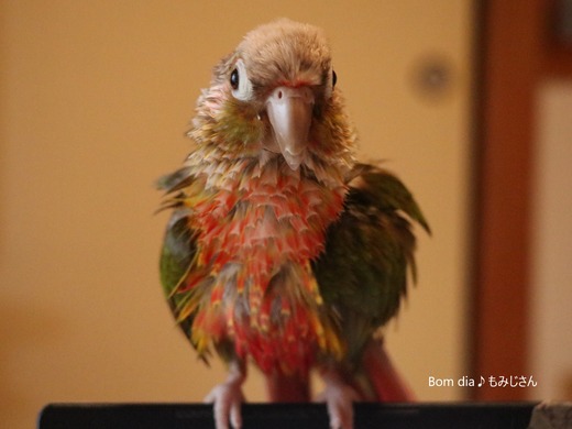 ウロコインコの居る暮らし：Bom dia♪もみじさん