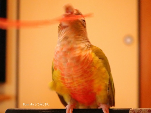 ウロコインコの写真満載のブログ：Bom dia♪もみじさん