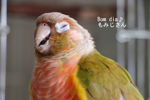 犬のように人懐っこいコンパニオンバードのウロコインコ