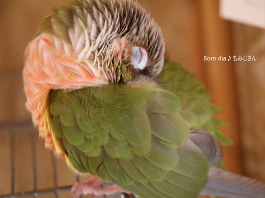 ウロコインコの寝姿:Bom dia♪もみじさん