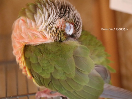 ウロコインコの寝姿：Bom dia♪もみじさん