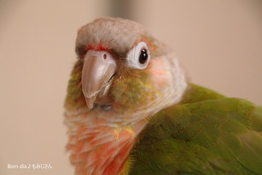 中型インコ・ウロコインコのブログ：Bom dia♪もみじさん