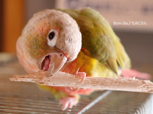 ウロコインコの飼育日記:Bom dia♪ もみじさん