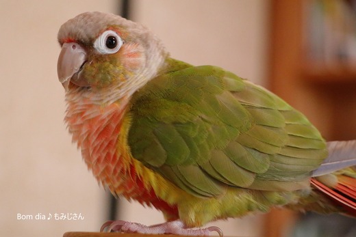 ウロコインコの写真満載のブログ：Bom dia♪もみじさん